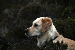 IMG_0278