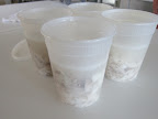 When the tilapia is cool, it is transferred to plastic storage containers along with the poaching liquid.
