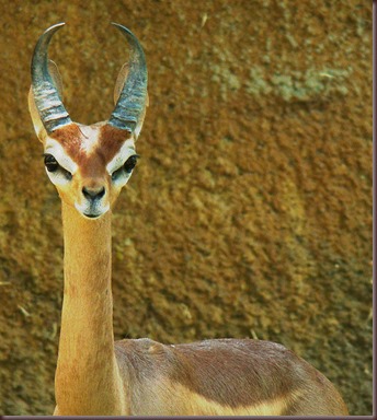 Amazing Animal Pictures Gerenuk (8) Amazing Animal Pictures Gerenuk (8)