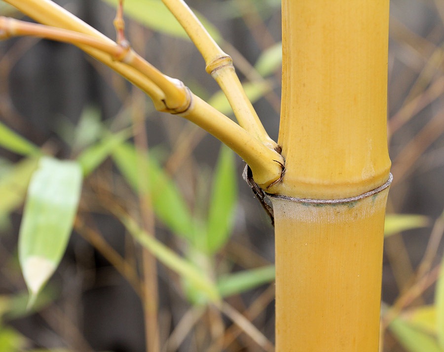 [110804_Phyllostachys-viridis-Robert-%255B10%255D.jpg]