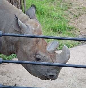 zoo-37