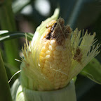 And there's the culprit!  It's the larva of the moth Helicoverpa zea, commonly called the corn ear worm!  This thing is a major agricultural pest that also feasts on many other crops.  Just look what it's done to this beautiful ear of corn!