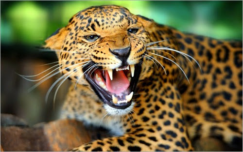 Angry-Jaguar-Wallpaper-HD-Animal