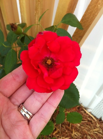 [Blaze%2520Rose%255B2%255D.jpg]
