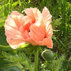 SALMON POPPY2.jpg