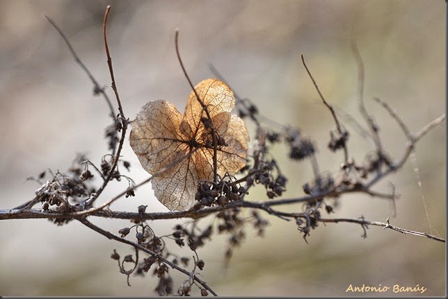 B3 Hydrangea_DSC3760