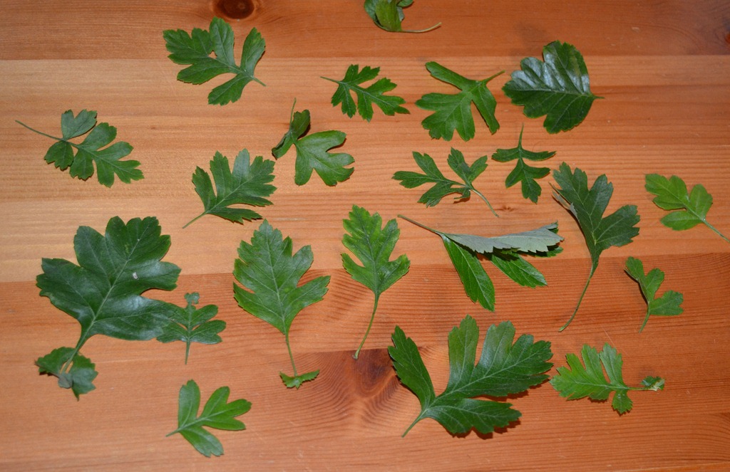 [Hawthorn%2520leaves%255B3%255D.jpg]