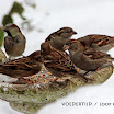 Ingezonden winterfoto's 2011-2012_59.jpg