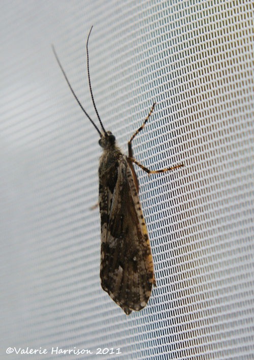 [caddisfly%255B2%255D.jpg]