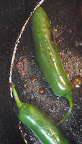 Searing the peppers gives a nice roasted flavor.