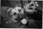 Words and Wet Noses