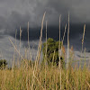 chyba zbiera się na burzę... dsc00232.jpg