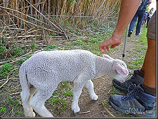 P1170966 P1170966