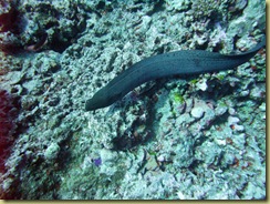 Eel passes by