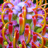 Proteaceae Leucospermum erubescens
Oranjeflamspeldekussing
Winter reen karoo
20/73