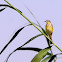 Yellow Wagtail