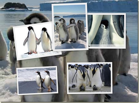 Pinguini Pinguini