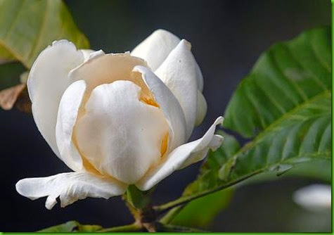 Gustavia speciosa Gustavia speciosa