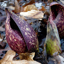 Eastern Skunk Cabbage