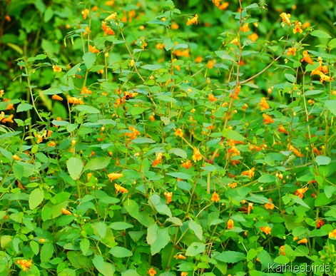 3. flowers-kab 3. flowers-kab
