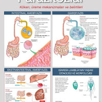 Parisotosis_Poster1- osman b.jpg