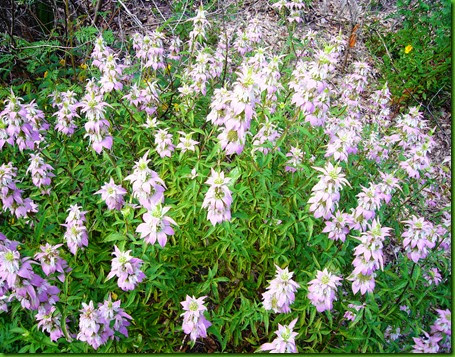 Monarda punctata