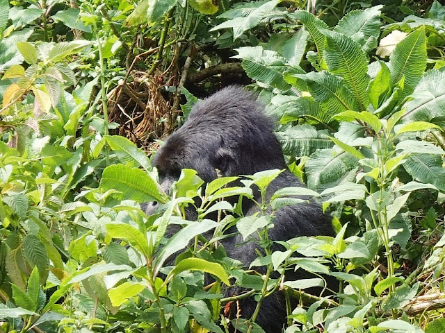 Gorilla Tracking 016.JPG