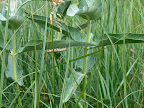 Caterpillar, Sentinel Meadow