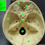 skull_interior_labeled.jpg