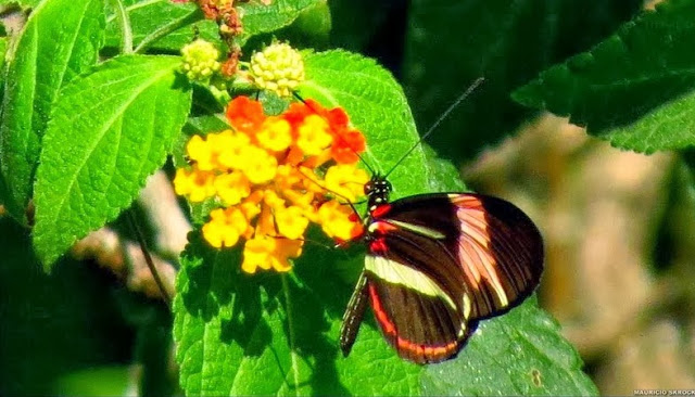 Heliconius erato phyllis (FABRICIUS, 1775). Environs de Curitiba (Paraná, Brésil), 19 janvier 2014. Photo : Mauricio Skrock