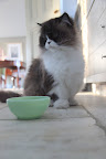 Look at this bowl designated for the cats' water!  Fire King depression glass, once found in sacks of flour as promotional items and given away at gas stations!  How ordinary!