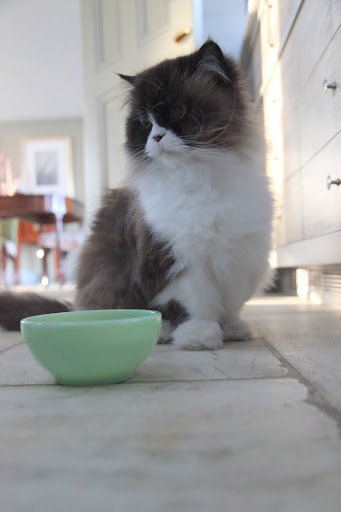 Look at this bowl designated for the cats' water!  Fire King depression glass, once found in sacks of flour as promotional items and given away at gas stations!  How ordinary!