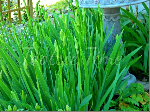 BeFunky_015.jpg BeFunky_015.jpg