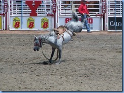 9382 Alberta Calgary - Calgary Stampede 100th Anniversary - Stampede Grandstand - Calgary Stampede Rodeo Novice Saddle Bronc Championship