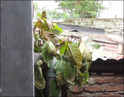 CARA MEMATIKAN POHON BESAR ~ GERBANG PERTANIAN