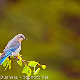 While not quite as flamboyantly blue as their male counterparts, female mountain bluebirds like this one perched high above the Mission Valley are nonetheless gorgeous.