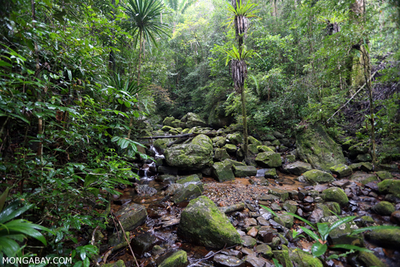 Rainforest on the Masoala Peninsula, Madagascar, in October 2012. Masoala suffered from widespread rosewood logging in 2009 and 2010. mongabay.com