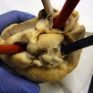 heart_top_surface.JPG