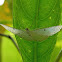 geometrid moth