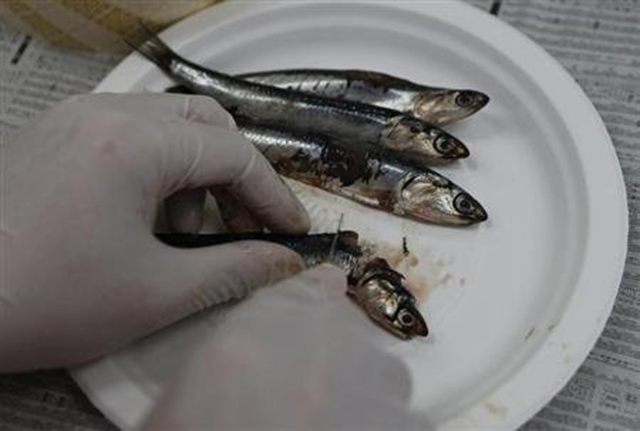 A laboratory technician chops an anchovy, which was caught close to the tsunami-crippled Fukushima Daiichi nuclear plant, while preparing it for cesium testing at Fukushima Agricultural Technology Centre in Koriyama, Fukushima prefecture, 28 May 2013. Issei Kato / REUTERS