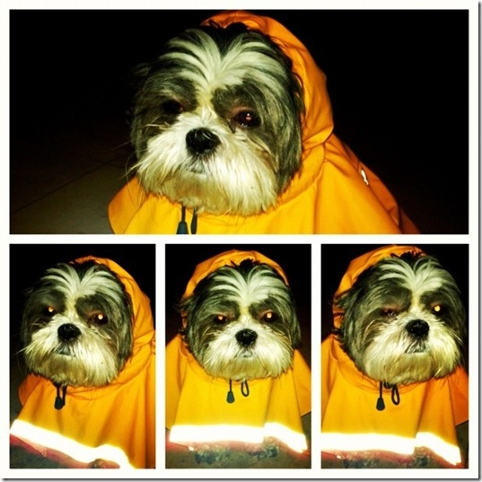 hurricane-sandy-dogs-1