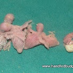 7-20-11   9-8-5-3 day old and one just hatched.JPG