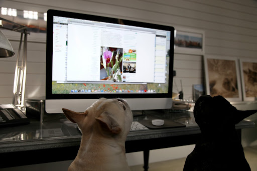 What are you looking at, Sharkey?  That looks like a posting on Martha's blog from 2007!