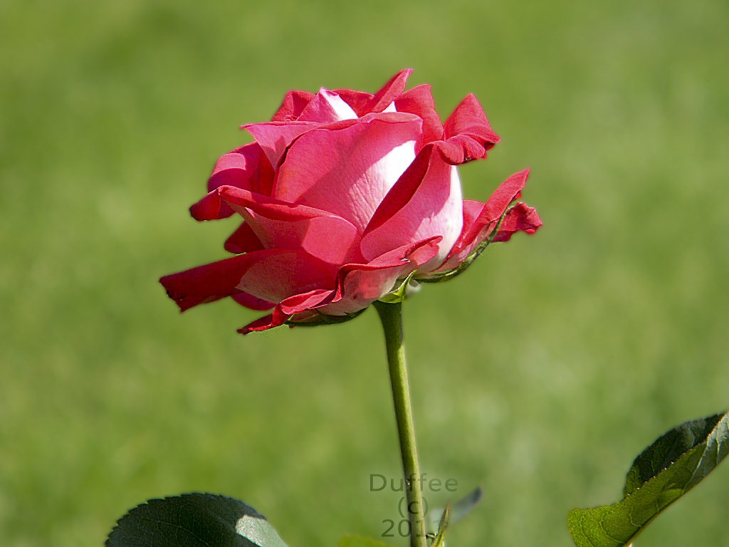 [The%2520Rose%2520in%2520the%2520Meadow%255B6%255D.jpg]