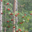 Kuopio 12.-16.8.2009 013.JPG