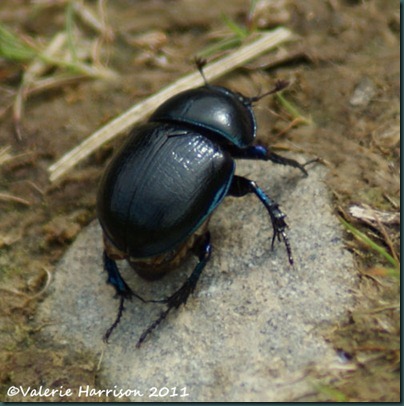 28-dor-beetle