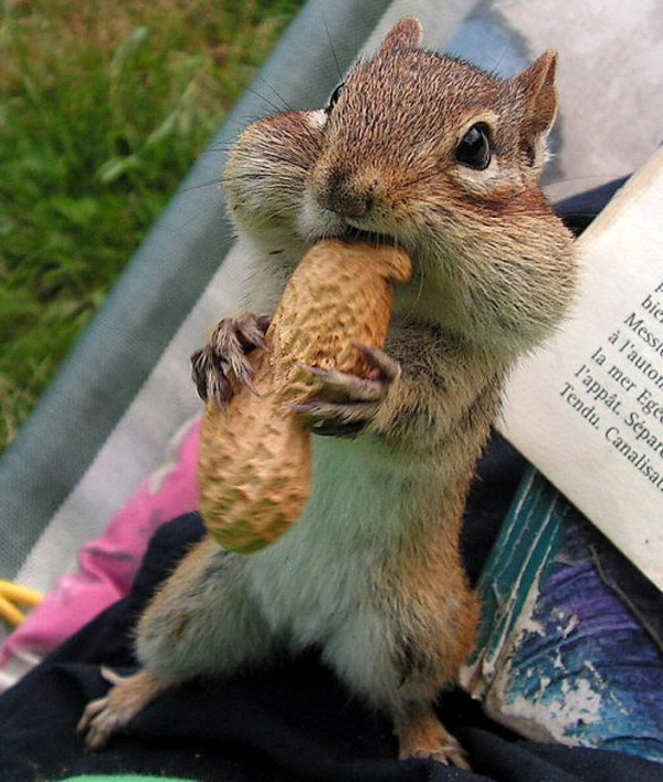 [nuttysquirrel%255B5%255D.png]