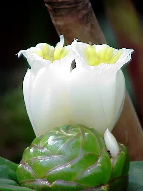 [Costus_dubius0%255B3%255D.jpg]