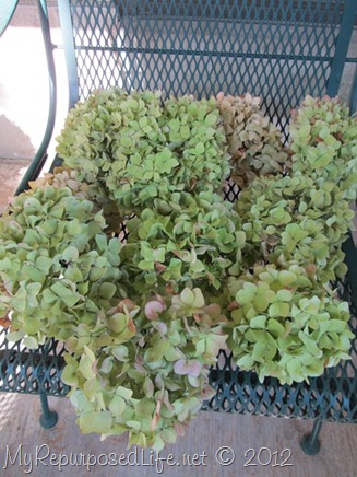 dry hydrangea