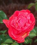 100_4851.JPG